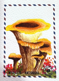 🍄 Sombra de Duende 🍄