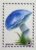 El Hongo del Viento Azul 🍄✨