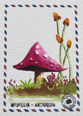 🍄 Remitente Carmesí 🍄