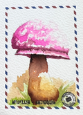 🍄 Estampilla de Amanita Rosada 🍄