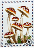 Cónclave del Bosque 🍄✨
